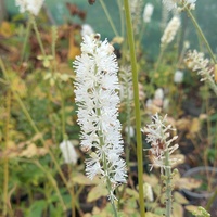 Actaea simplex 'White Pearl'
